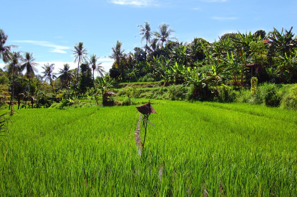 Indo Rumah Zengarden Pabean Buleleng Eksteriør bilde